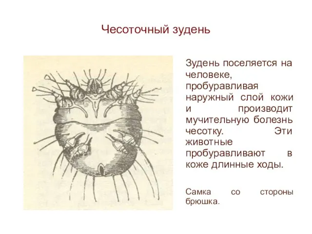 Чесоточный зудень Зудень поселяется на человеке, пробуравливая наружный слой кожи и производит