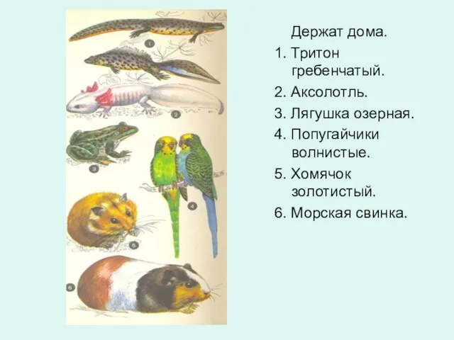 Держат дома. 1. Тритон гребенчатый. 2. Аксолотль. 3. Лягушка озерная. 4. Попугайчики