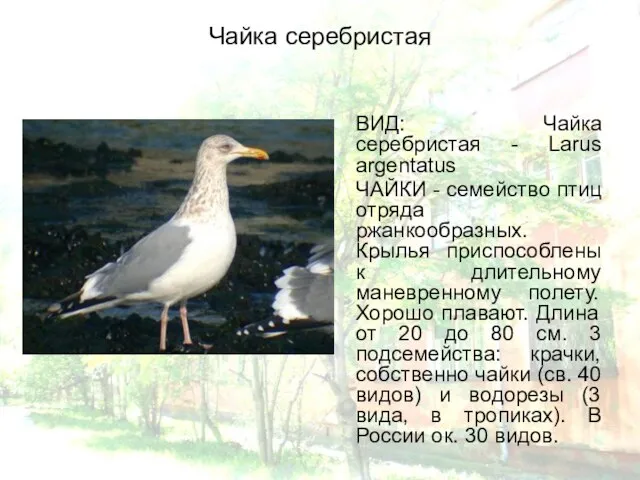 Чайка серебристая ВИД: Чайка серебристая - Larus argentatus ЧАЙКИ - семейство птиц