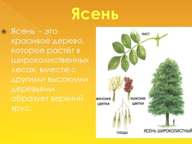 Ясень Ясень - это красивое дерево, которое растёт в широколиственных лесах, вместе