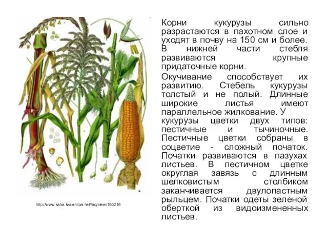 Корни кукурузы сильно разрастаются в пахотном слое и уходят в почву на