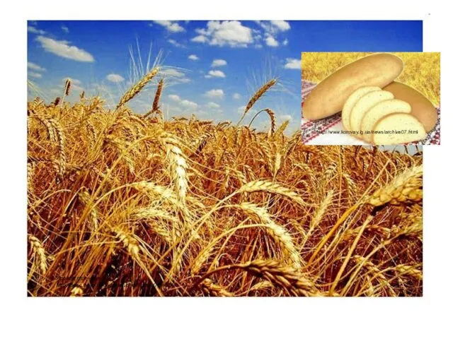 Яровая пшеница. http://desc.agro.ru/desc/desc_info.aspx?id=6550 http://www.korovay.lg.ua/news/archive07.html