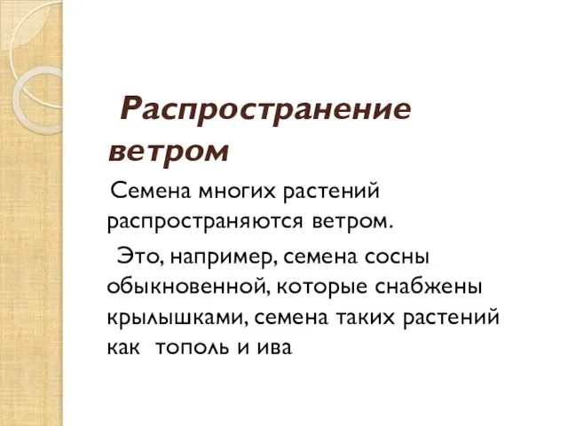 Распространение ветром Семена многих растений распространяются ветром. Это, например, семена сосны обыкновенной,