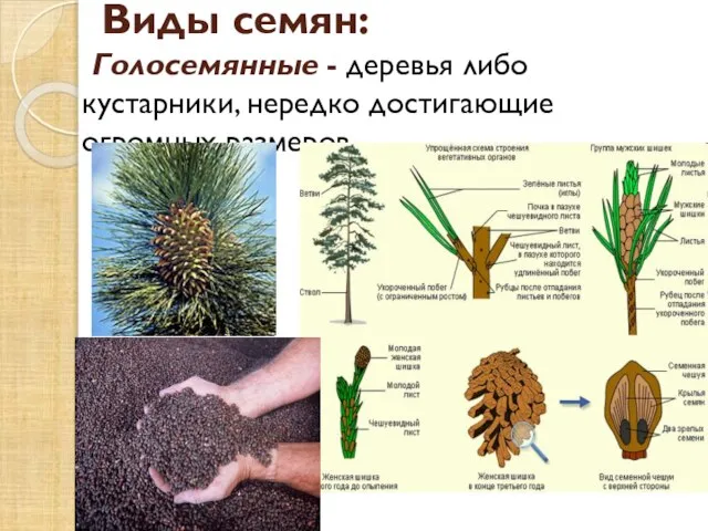 Виды семян: Голосемянные - деревья либо кустарники, нередко достигающие огромных размеров