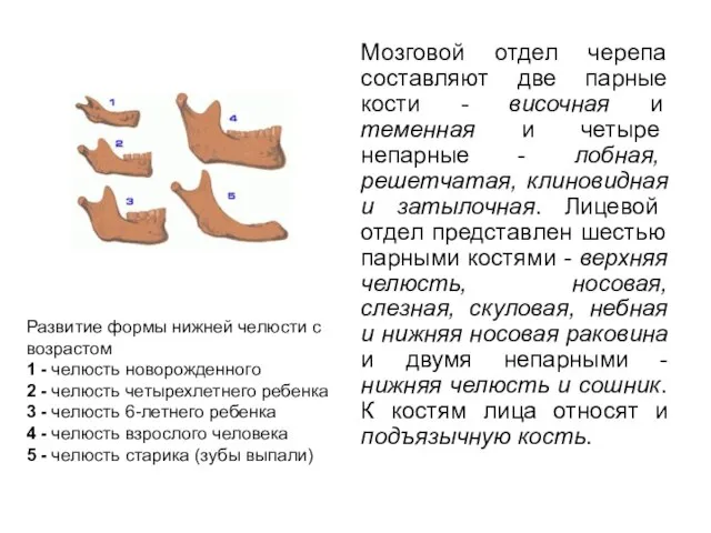 Мозговой отдел черепа составляют две парные кости - височная и теменная и