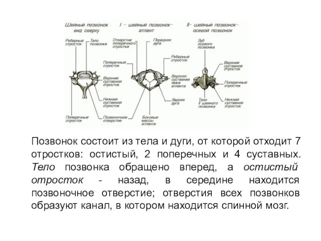 Позвонок состоит из тела и дуги, от которой отходит 7 отростков: остистый,