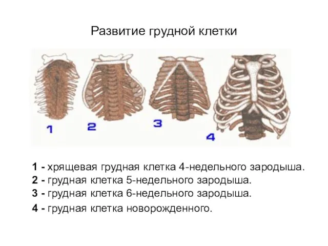 Развитие грудной клетки 1 - хрящевая грудная клетка 4-недельного зародыша. 2 -