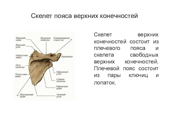 Скелет пояса верхних конечностей Скелет верхних конечностей состоит из плечевого пояса и