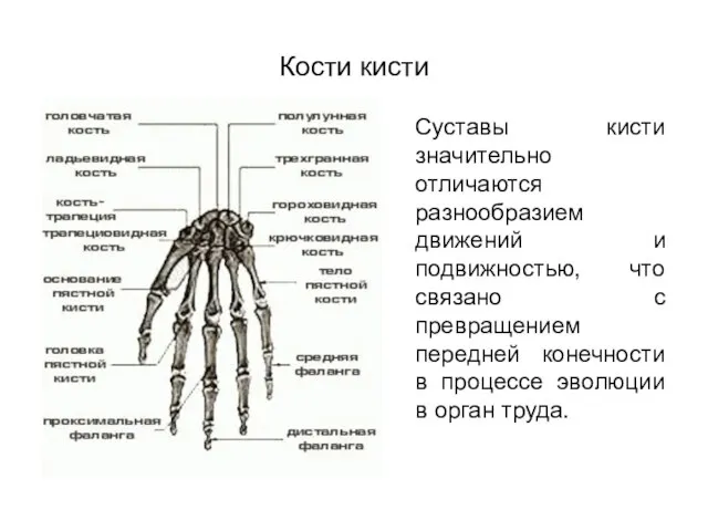 Кости кисти Суставы кисти значительно отличаются разнообразием движений и подвижностью, что связано