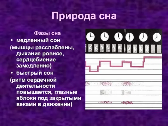 Природа сна Фазы сна медленный сон (мышцы расслаблены, дыхание ровное, сердцебиение замедленно)