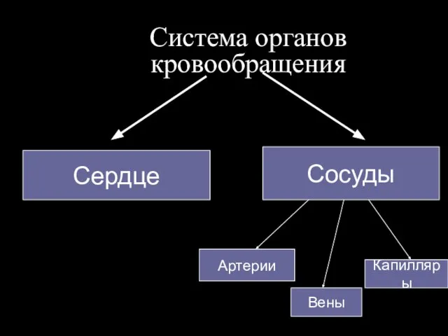 Система органов кровообращения Сердце Сосуды Артерии Вены Капилляры