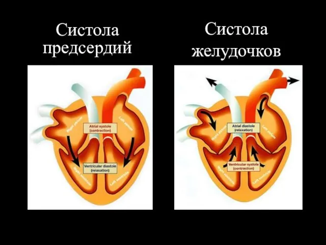 Систола предсердий Систола желудочков