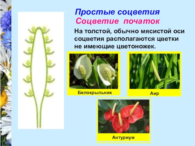 Простые соцветия Соцветие початок На толстой, обычно мясистой оси соцветия располагаются цветки