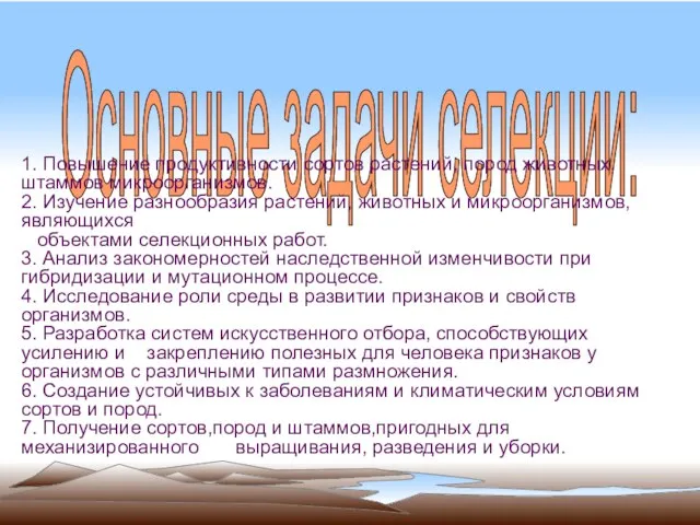 Основные задачи селекции: 1. Повышение продуктивности сортов растений, пород животных, штаммов микроорганизмов.