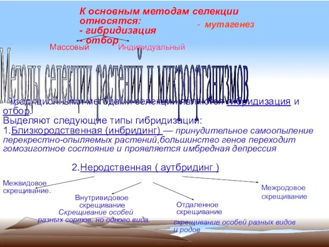 К основным методам селекции относятся: - гибридизация - отбор Традиционными методами селекции