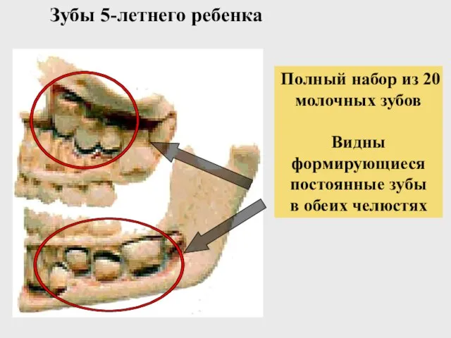 Зубы 5-летнего ребенка Полный набор из 20 молочных зубов Видны формирующиеся постоянные зубы в обеих челюстях