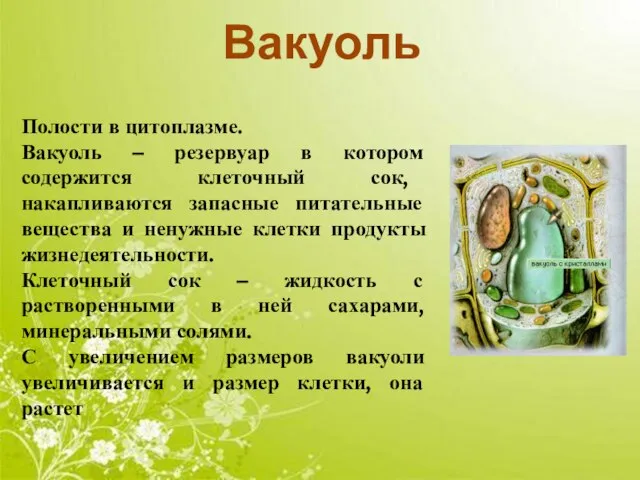 Вакуоль Полости в цитоплазме. Вакуоль – резервуар в котором содержится клеточный сок,