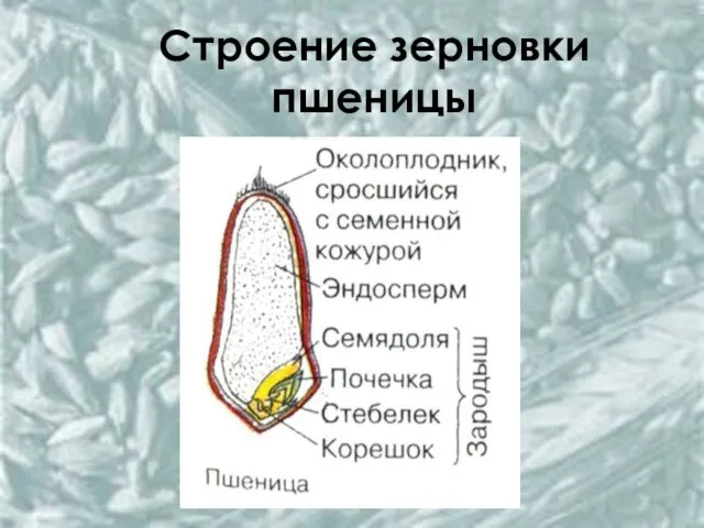 Строение зерновки пшеницы