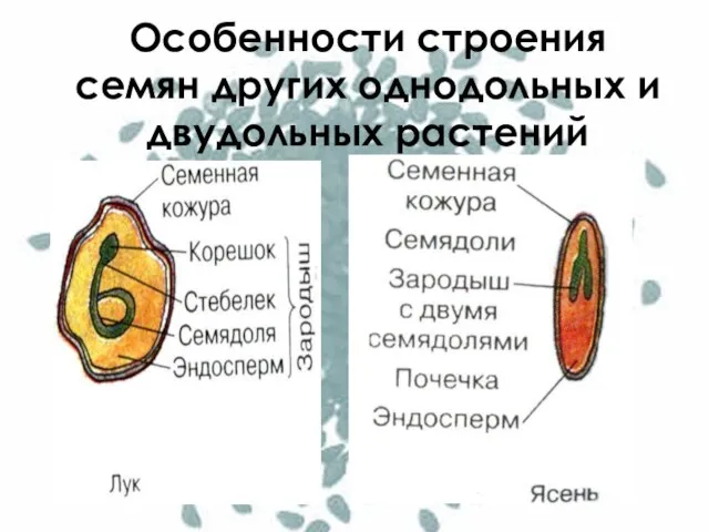 Особенности строения семян других однодольных и двудольных растений