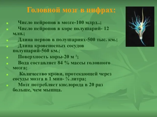 Головной мозг в цифрах: Число нейронов в мозге-100 млрд..; Число нейронов в