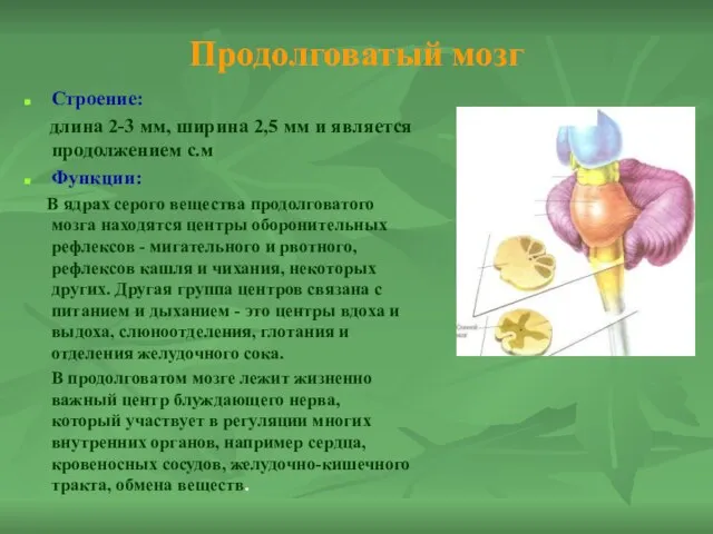 Продолговатый мозг Строение: длина 2-3 мм, ширина 2,5 мм и является продолжением