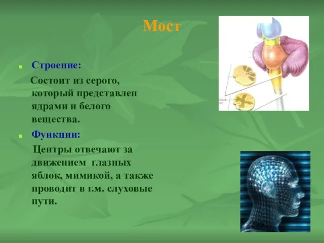 Мост Строение: Состоит из серого, который представлен ядрами и белого вещества. Функции: