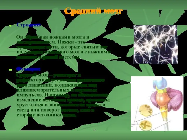 Средний мозг Строение: Он образован ножками мозга и четверохолмием. Ножки - это