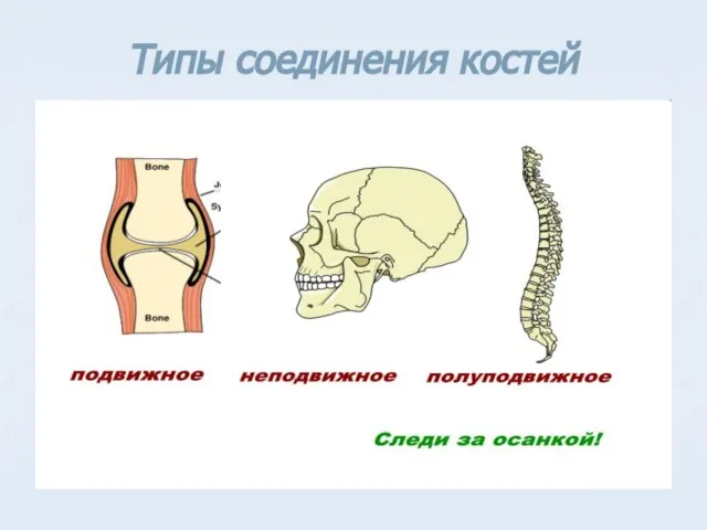 Типы соединения костей