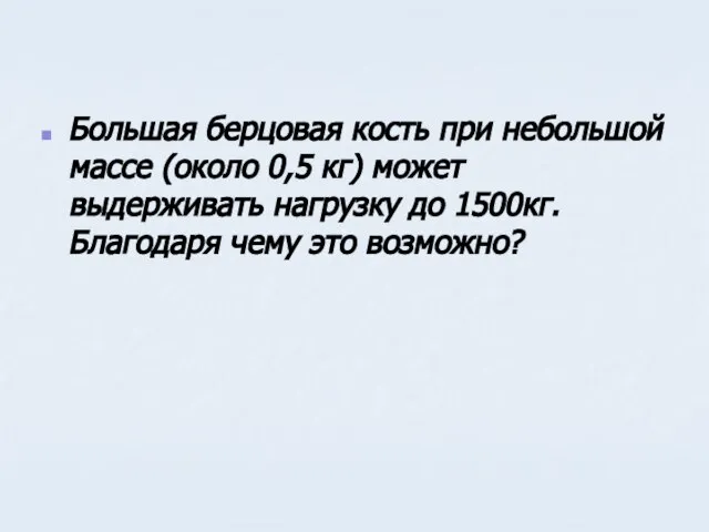 Большая берцовая кость при небольшой массе (около 0,5 кг) может выдерживать нагрузку