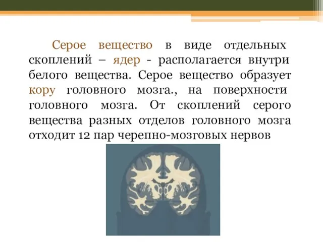 Серое вещество в виде отдельных скоплений – ядер - располагается внутри белого