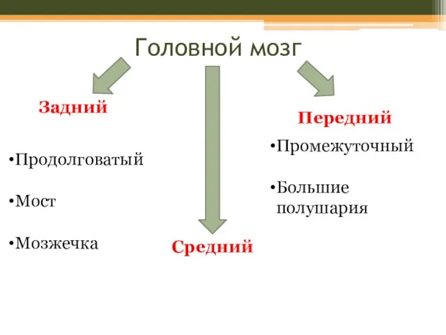 Головной мозг Задний Средний Передний Продолговатый Мост Мозжечка Промежуточный Большие полушария