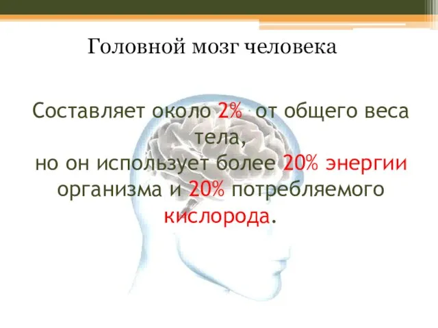 Составляет около 2% от общего веса тела, но он использует более 20%