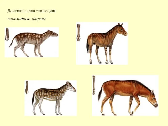 Доказательства эволюции: переходные формы