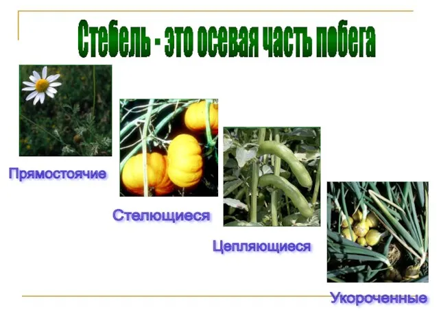 Стебель - это осевая часть побега Прямостоячие Стелющиеся Цепляющиеся Укороченные