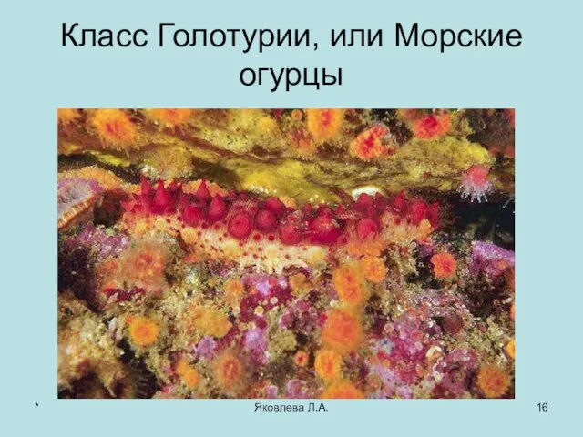 * Яковлева Л.А. Класс Голотурии, или Морские огурцы