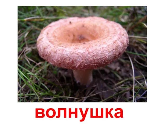 волнушка