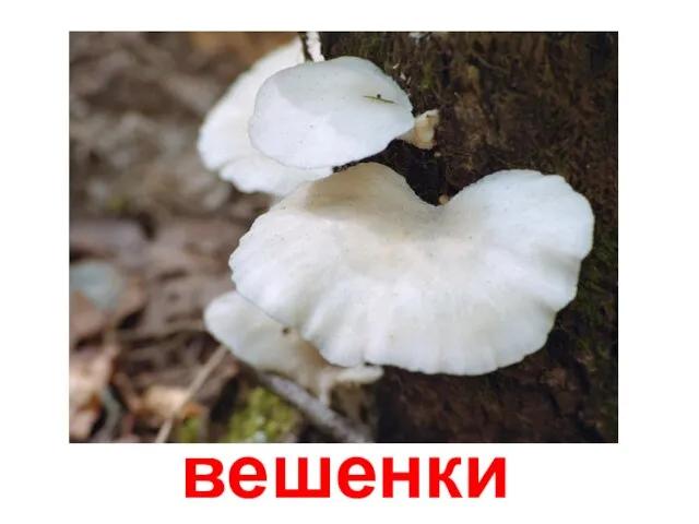 вешенки