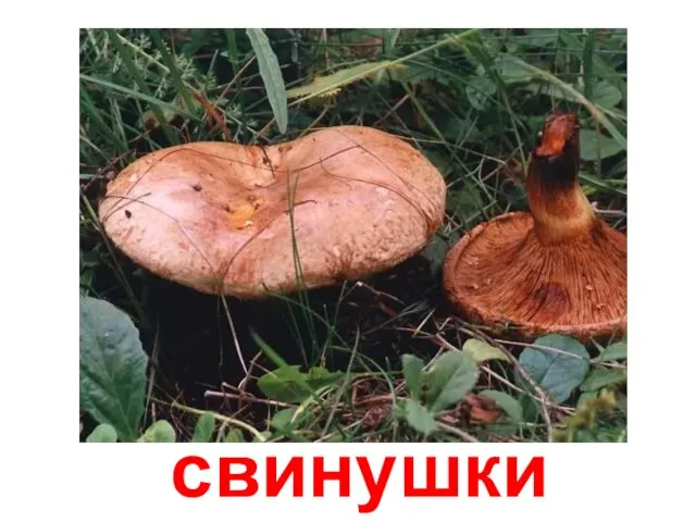 свинушки