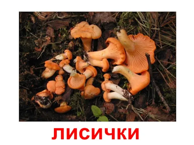 лисички