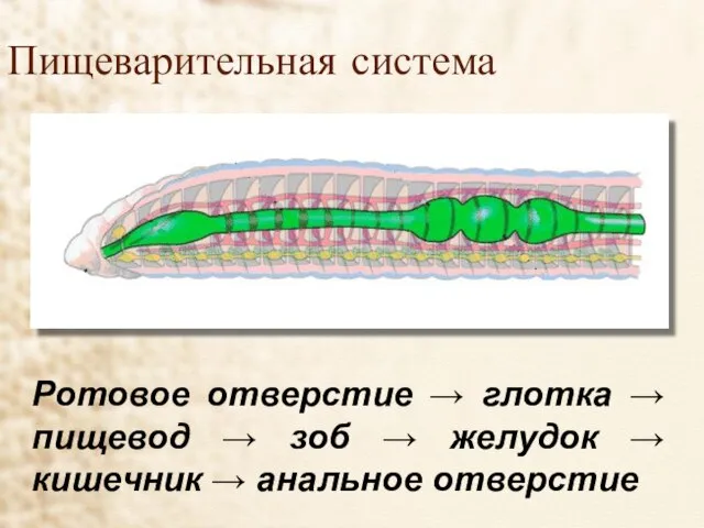 Пищеварительная система Ротовое отверстие → глотка → пищевод → зоб → желудок