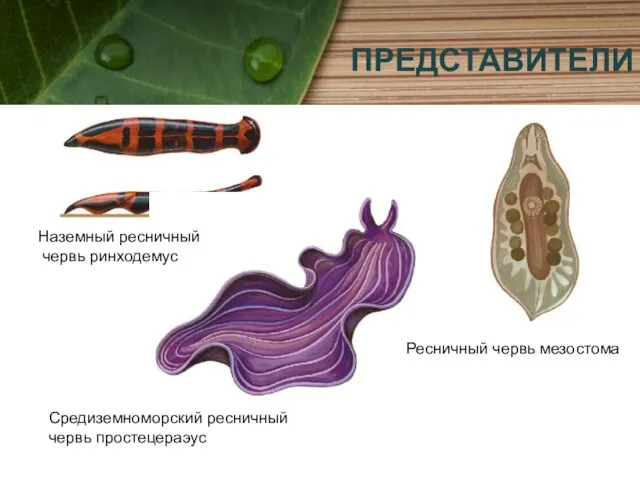 ПРЕДСТАВИТЕЛИ Наземный ресничный червь ринходемус Ресничный червь мезостома Средиземноморский ресничный червь простецераэус