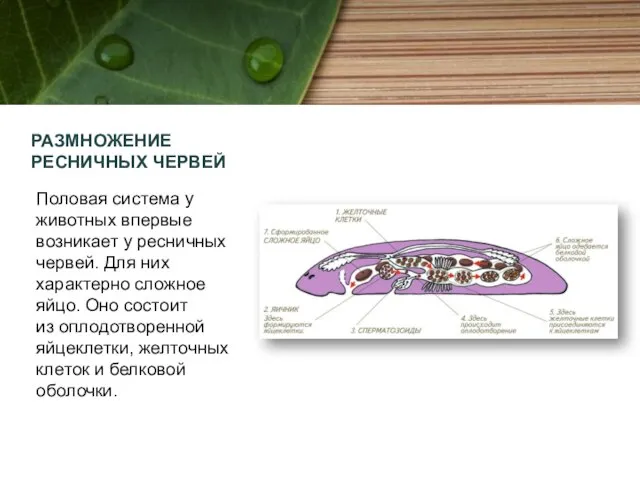 РАЗМНОЖЕНИЕ РЕСНИЧНЫХ ЧЕРВЕЙ Половая система у животных впервые возникает у ресничных червей.