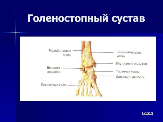 Голеностопный сустав назад