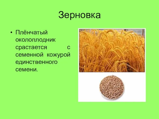 Зерновка Плёнчатый околоплодник срастается с семенной кожурой единственного семени.