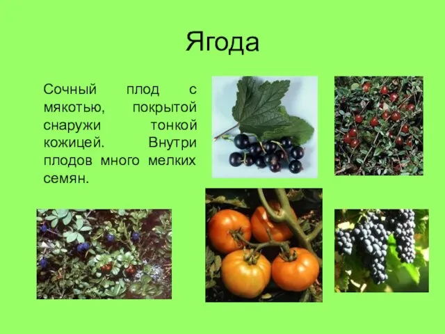 Ягода Сочный плод с мякотью, покрытой снаружи тонкой кожицей. Внутри плодов много мелких семян.