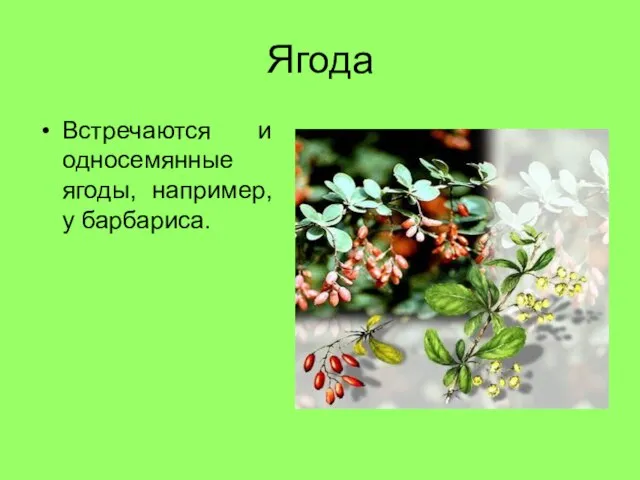 Ягода Встречаются и односемянные ягоды, например, у барбариса.