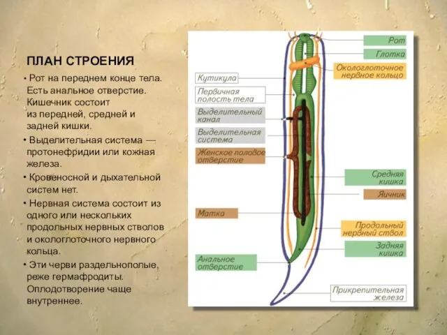 ПЛАН СТРОЕНИЯ Рот на переднем конце тела. Есть анальное отверстие. Кишечник состоит