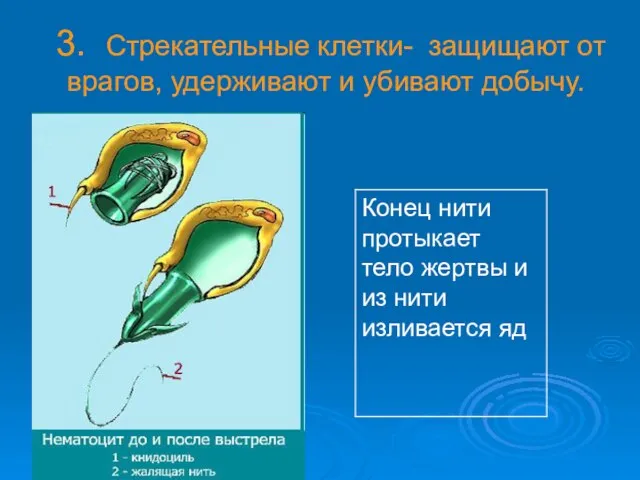 3. Стрекательные клетки- защищают от врагов, удерживают и убивают добычу.