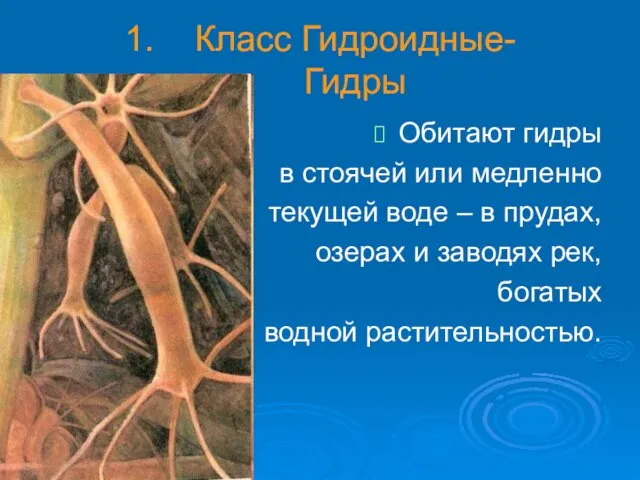 Класс Гидроидные- Гидры Обитают гидры в стоячей или медленно текущей воде –