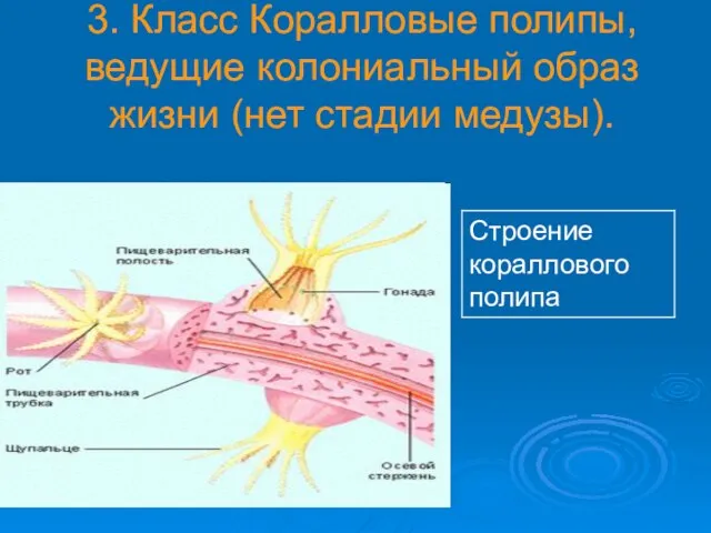 3. Класс Коралловые полипы, ведущие колониальный образ жизни (нет стадии медузы).